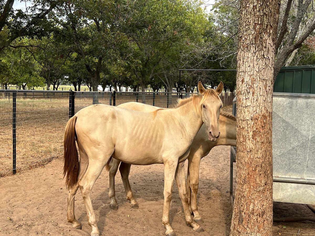 AndaluciaRanch-Horses-06.jpeg