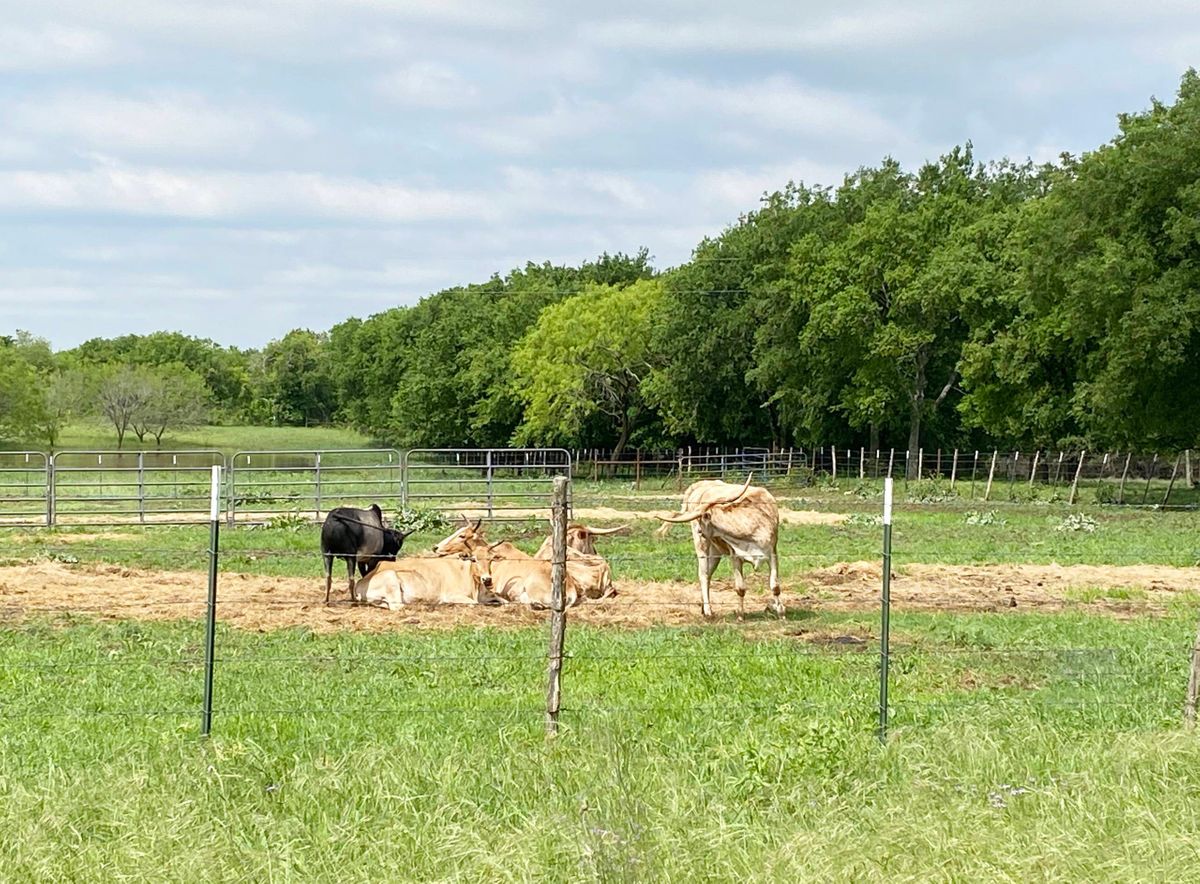 Sai Farm Ranch Photo Video Shoot Location Dallas 50.jpg