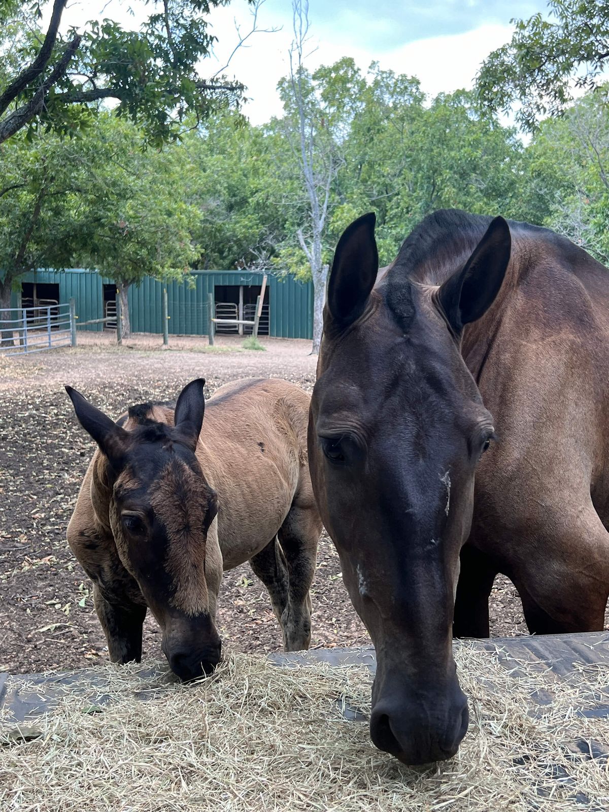 AndaluciaRanch-Horses-09.jpeg