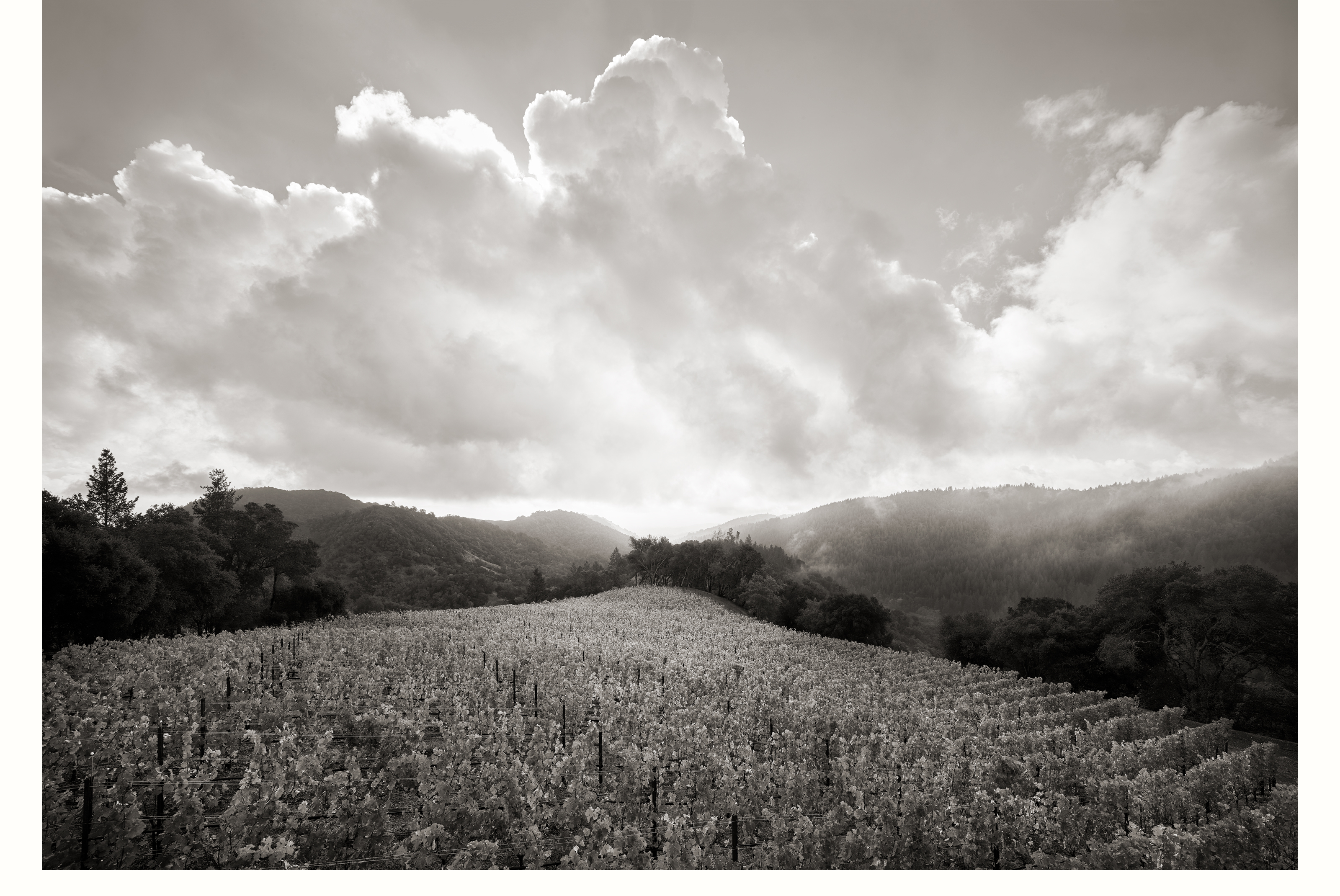 Territory-vineyard-and-clouds-HR.jpg