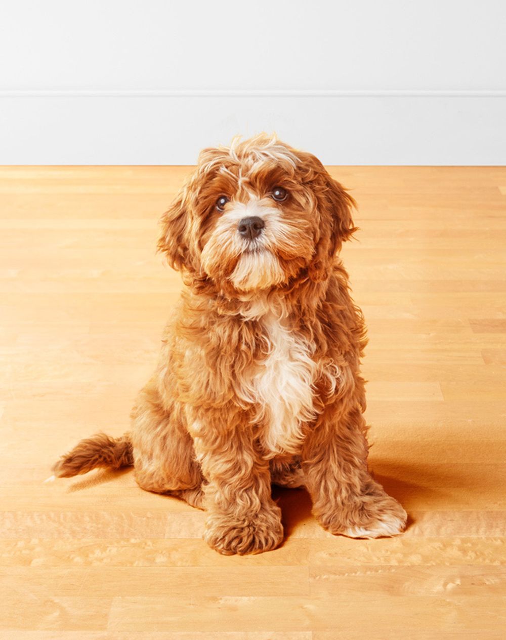 cavapoodle.jpg