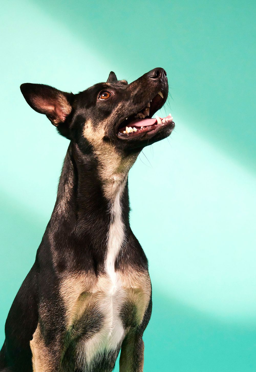 PK-AnimalTest8507-topaz2-sharpen copyFLipped.jpg