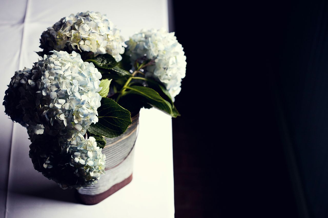 1ejd_hydrangeas