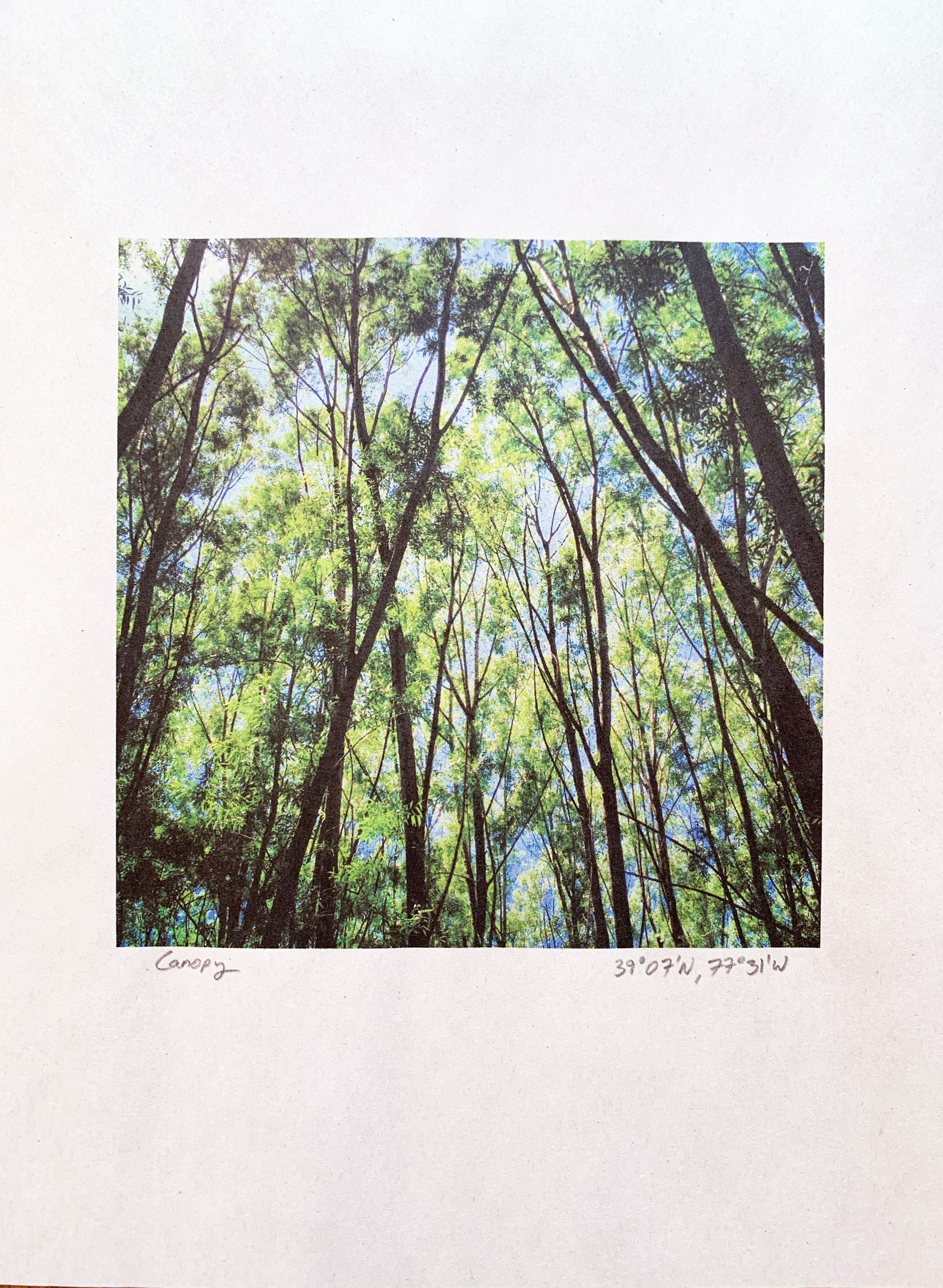 5 ¾ x 5 ¾ inches Canopy, 39°07'N,77°31'W