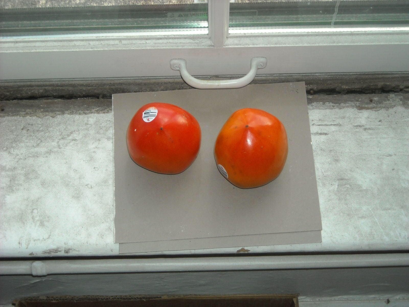 PERSIMMONS  @ my STUDIO WINDOW