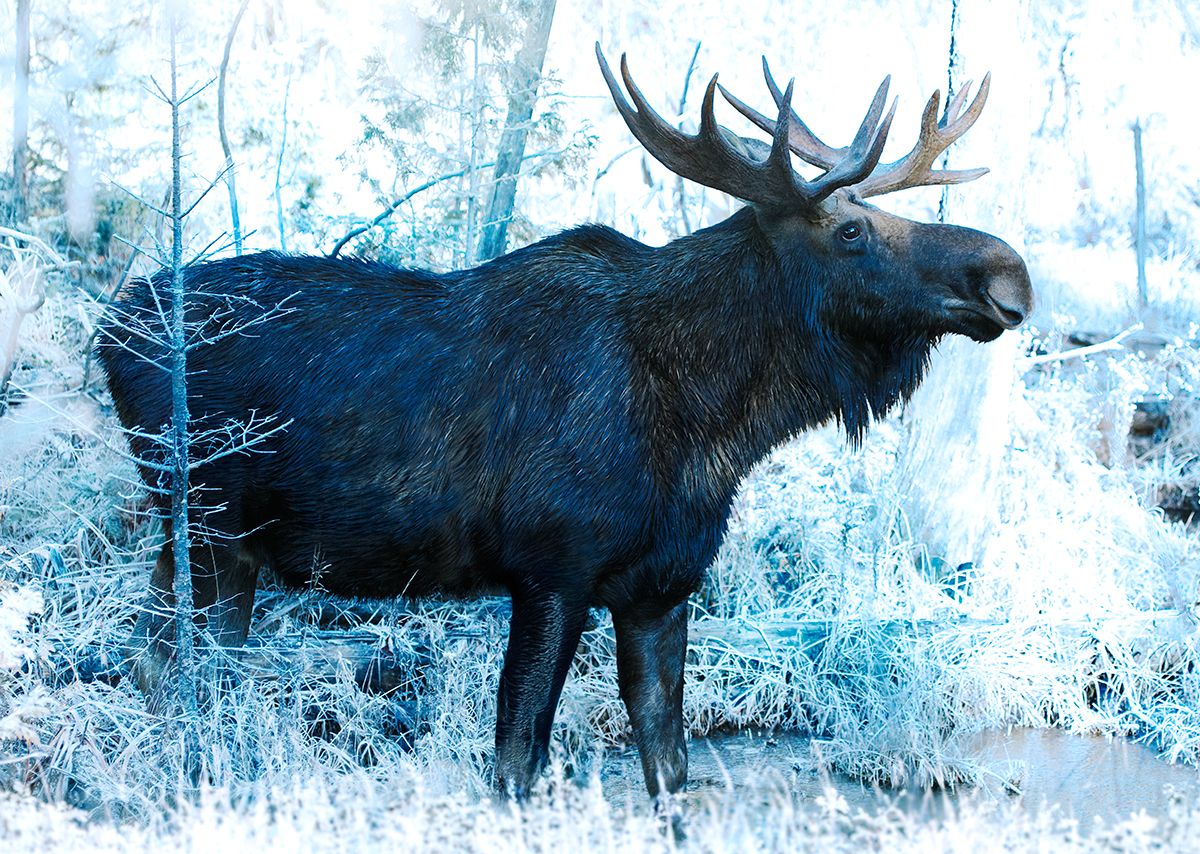 ColinErricson 30.JPG