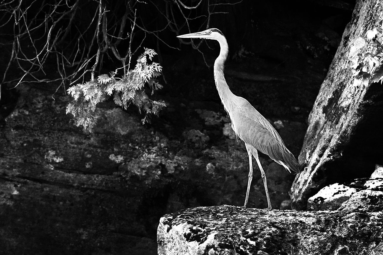 _MG_0096SSAP A WEBXX.JPG