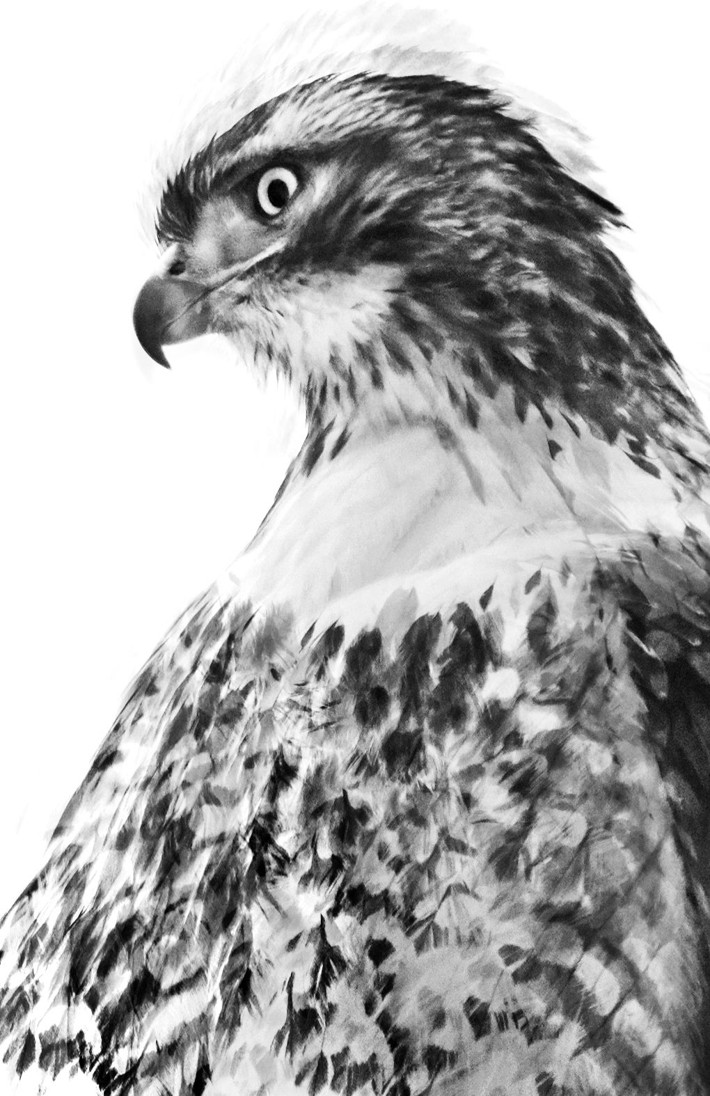 _EEF8064(2)SSP Posted.JPG