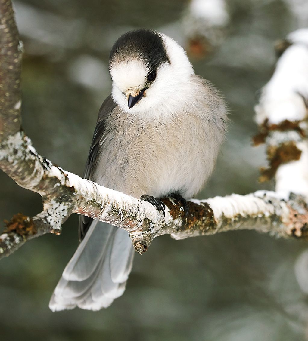 4 WHISKEY-JACK2 2.jpg