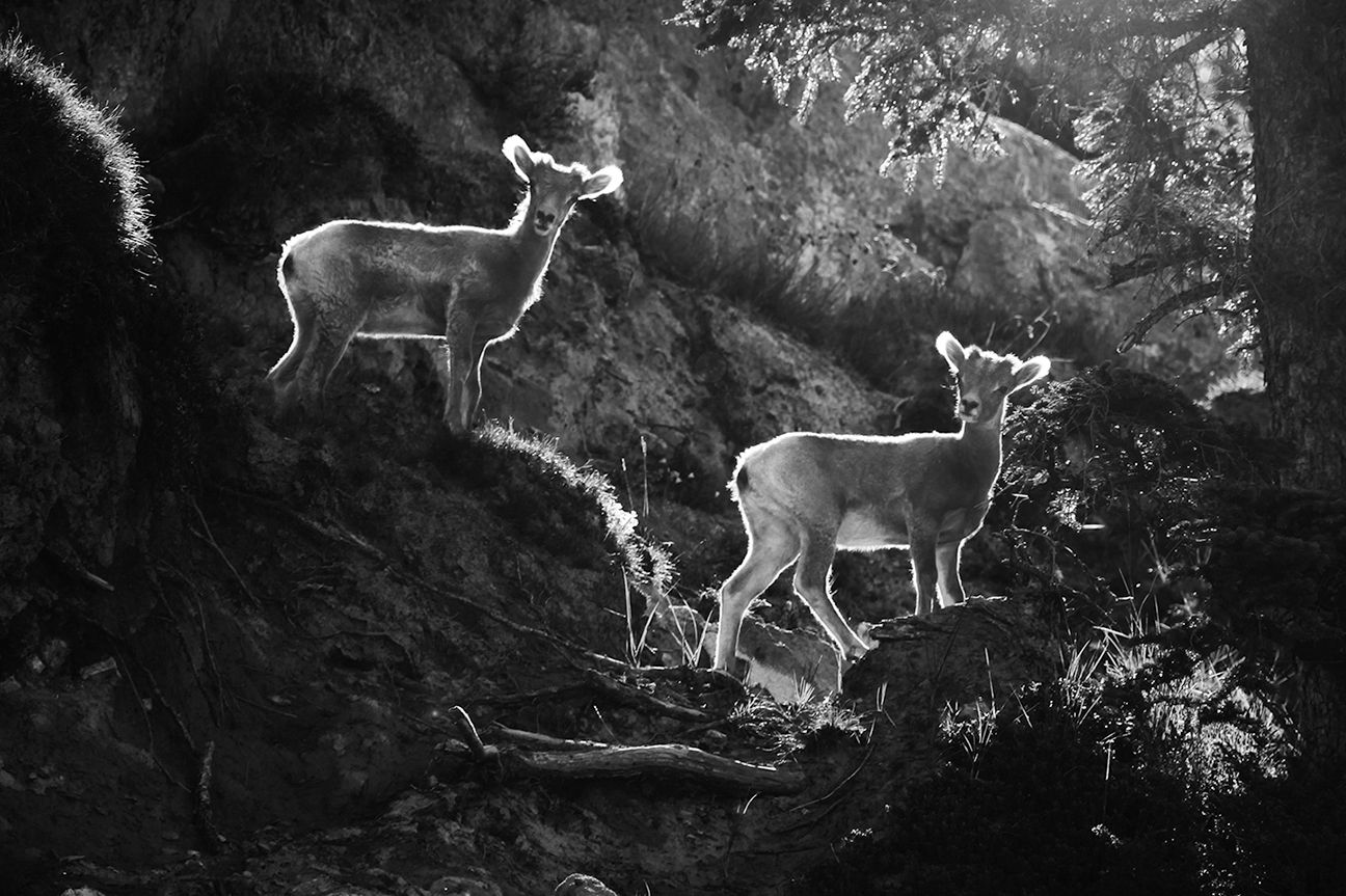 COLIN ART -595 WEB copy.JPG