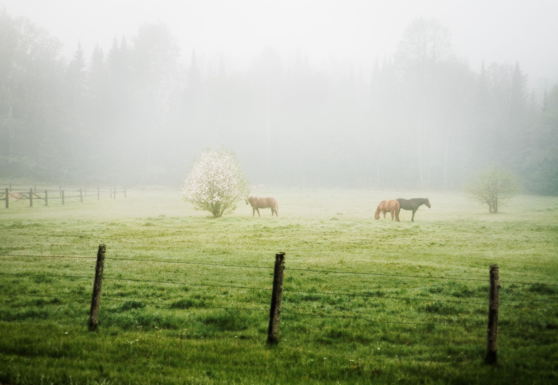 10302_horses_forest_co.jpg