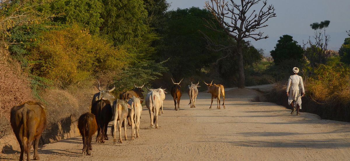 When the cows come home
