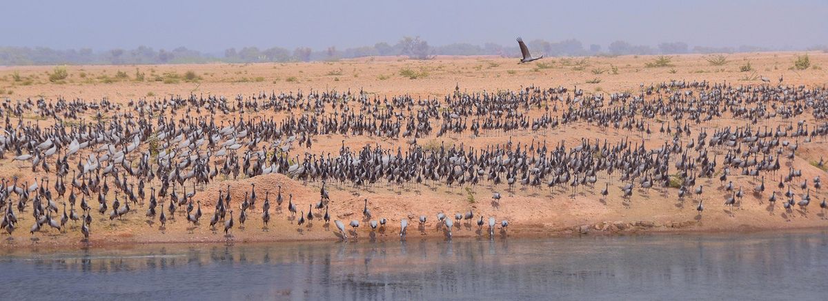 Demoiselle Cranes.jpg