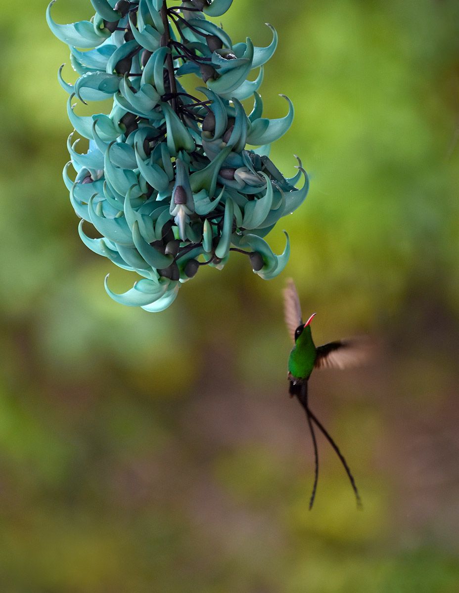 Doctor Bird_Blue Mountains_Jamaica.jpg
