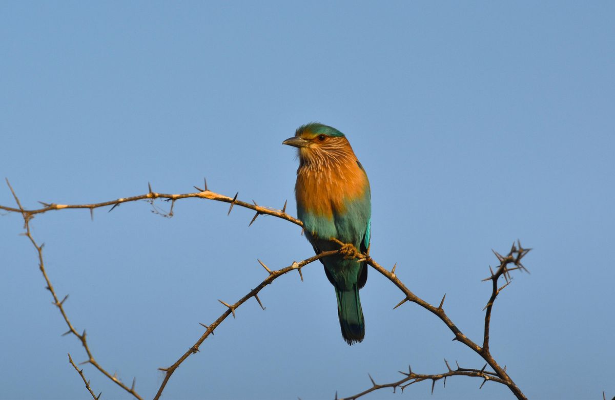 Indian Roller.jpg