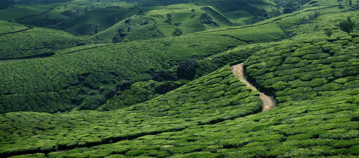 Landscape Painted with Tea