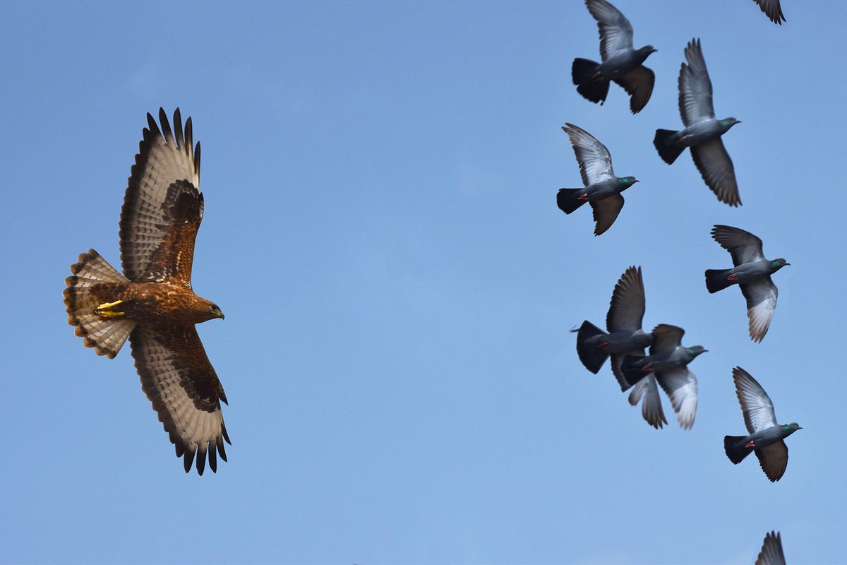 Jaisalmer raptor4.jpg