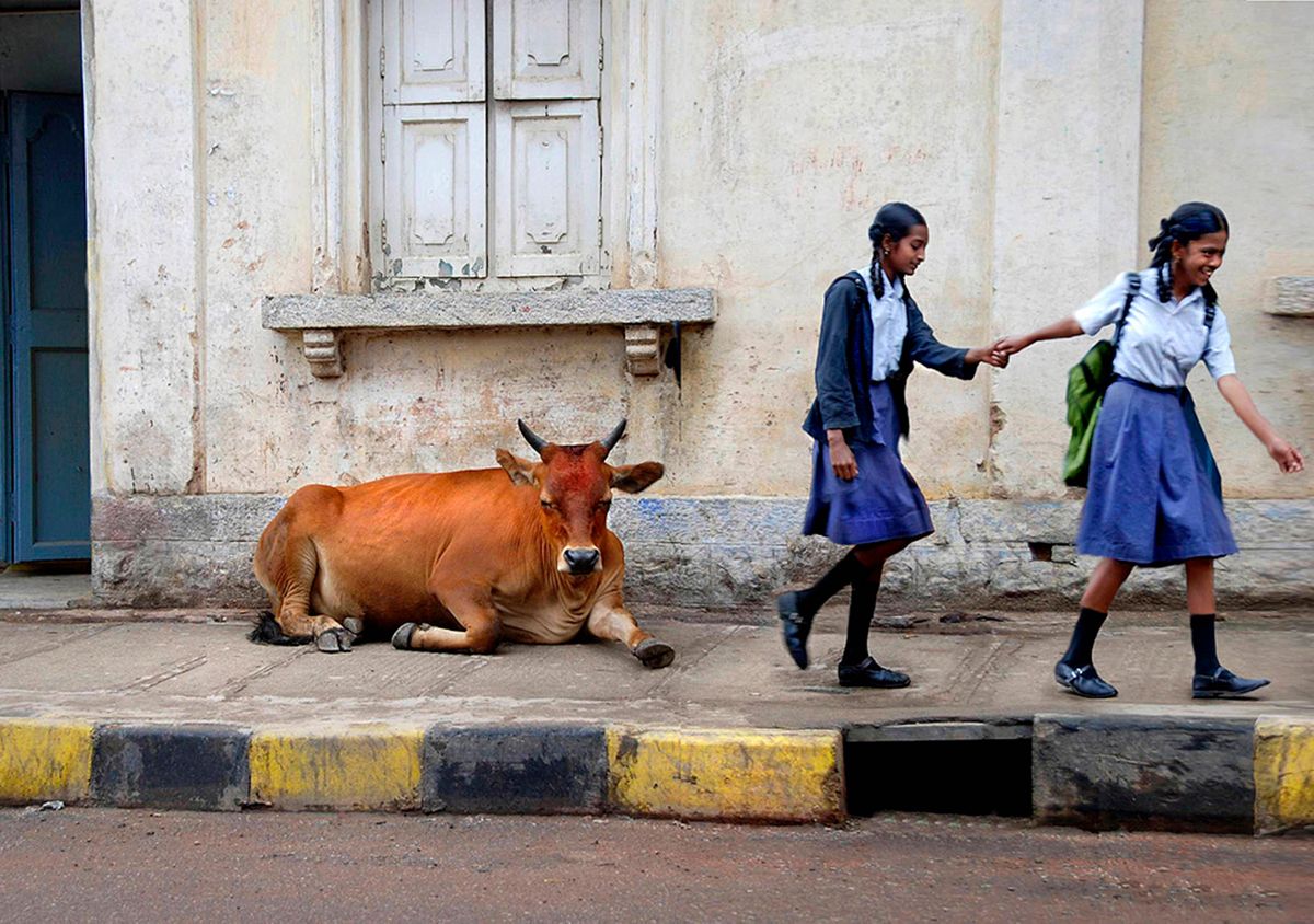 Badki and Chutki and the cow