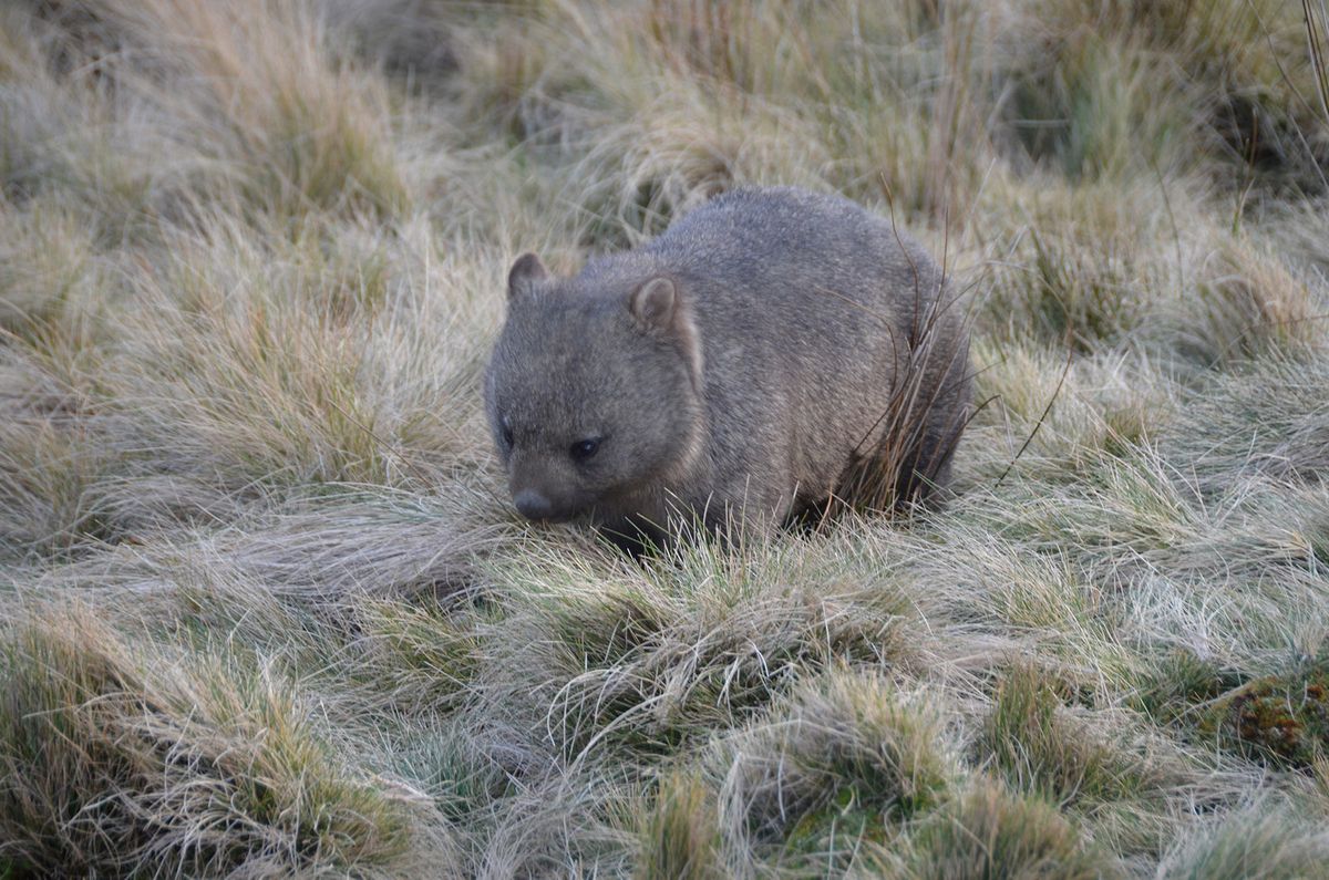wombat.jpg