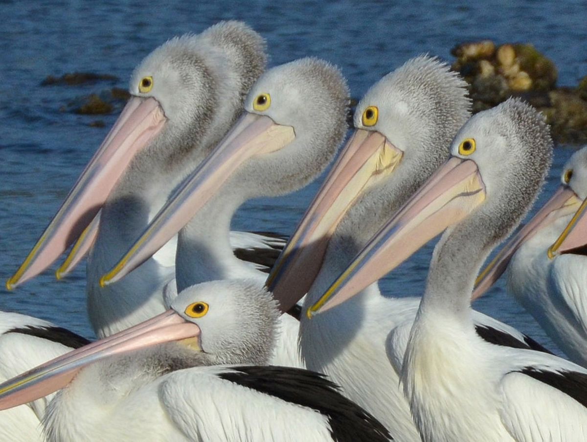 pelicans.jpg
