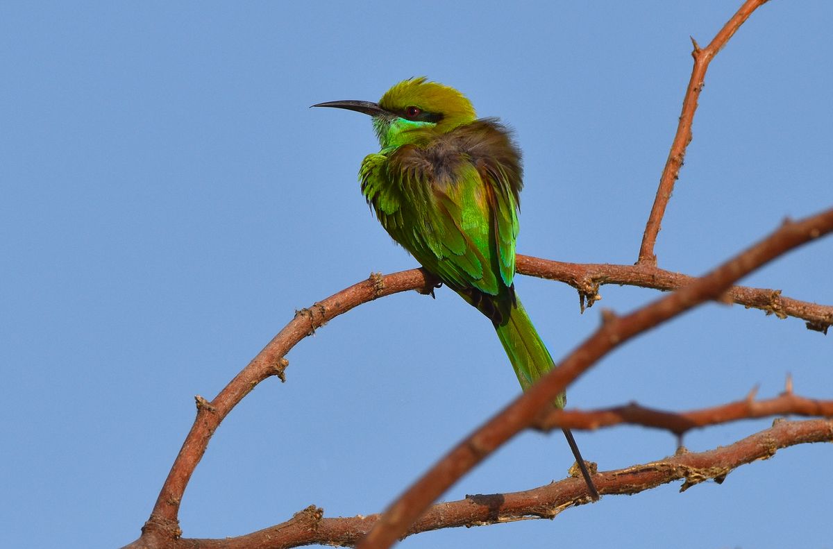 Bee Eater - Bera.jpg