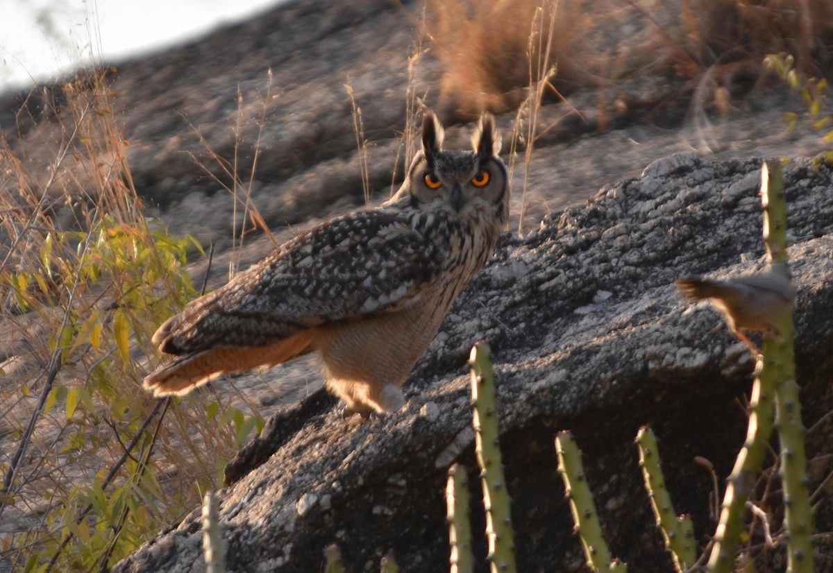 Great Indian Owl.jpg