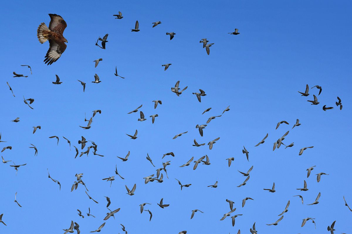Indian raptor hunting pigeons.jpg