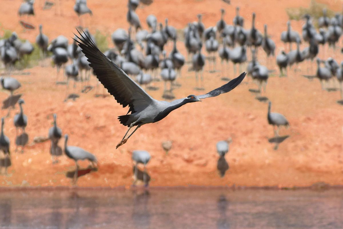 Demoiselle Cranes2.jpg