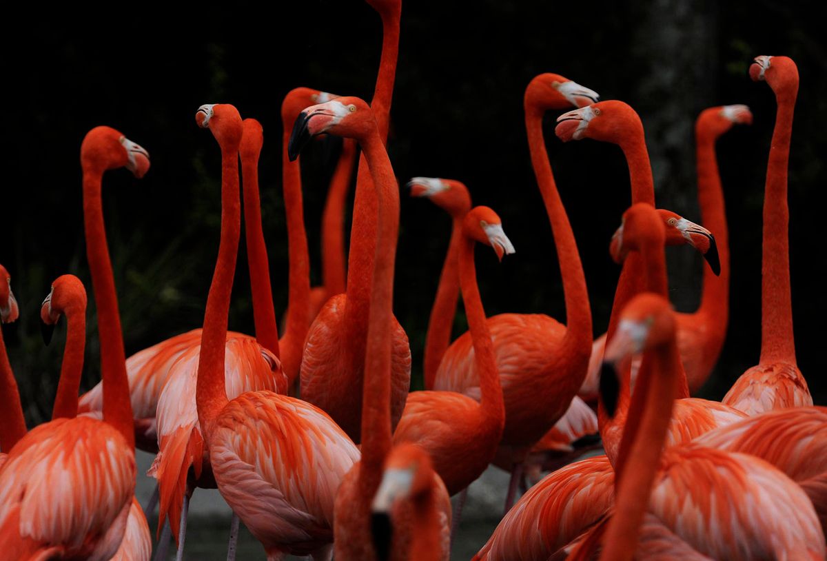 Flamingos.jpg