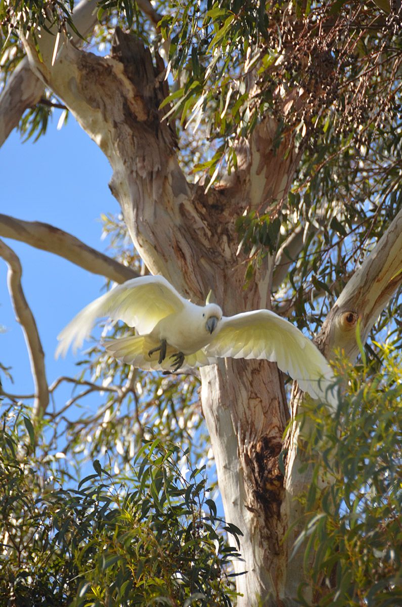 Cockatoo.jpg