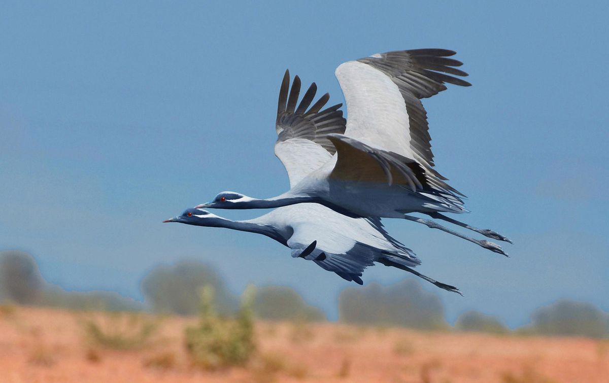 Demoiselle Cranes3.jpg