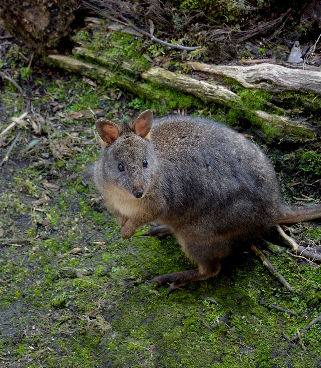 pademelon.jpg