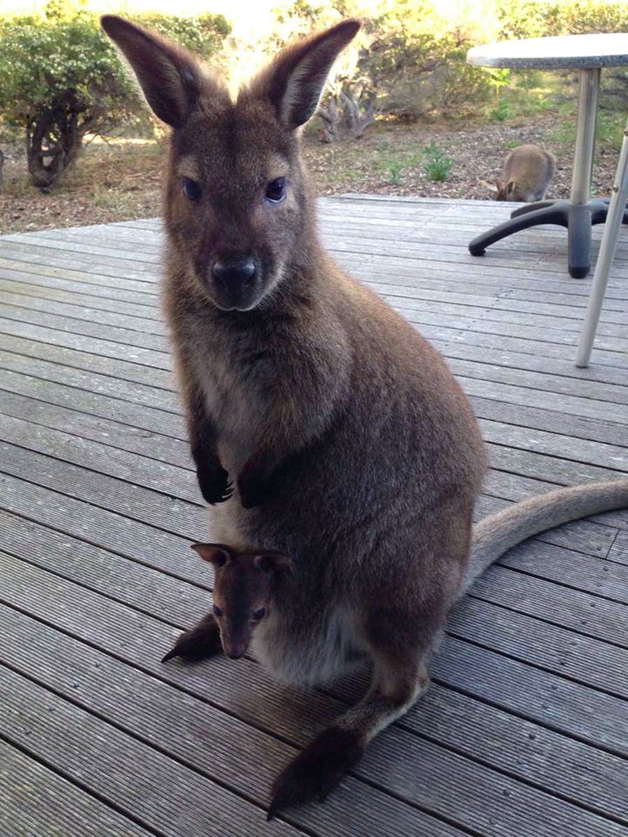 wallaby.jpg
