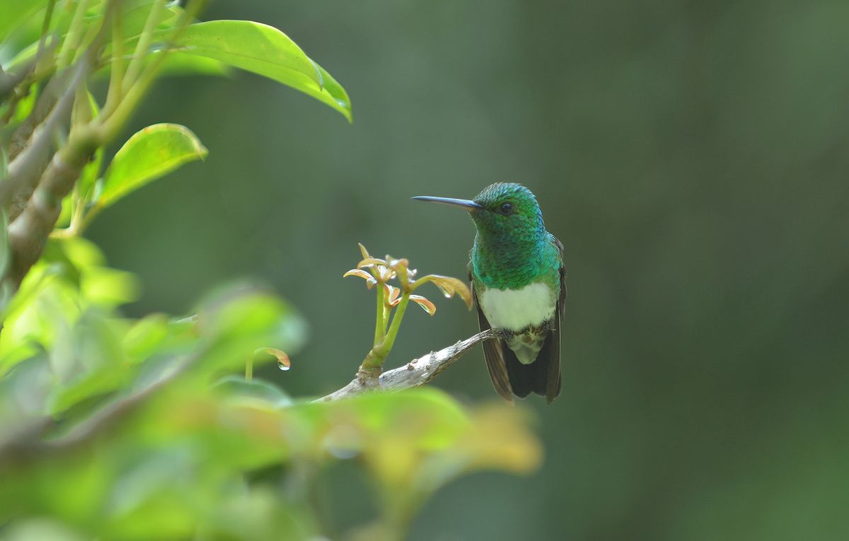 Hummingbird, Boquete.jpg