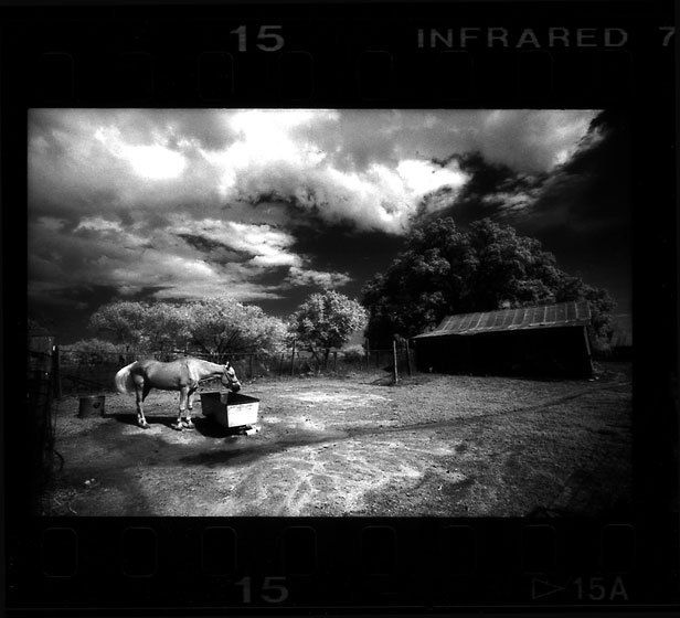 Here is an image of a horse at a farm in Texas. South Texas Farm Horse