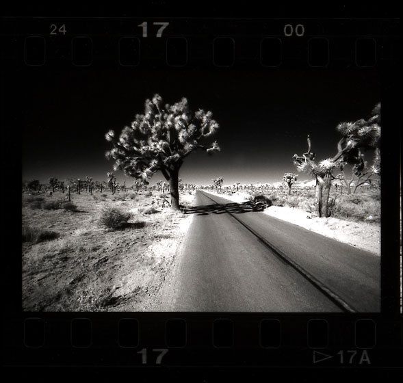 This is a black and white photo of Joshua Tree National Park in Infrared. Joshua Tree