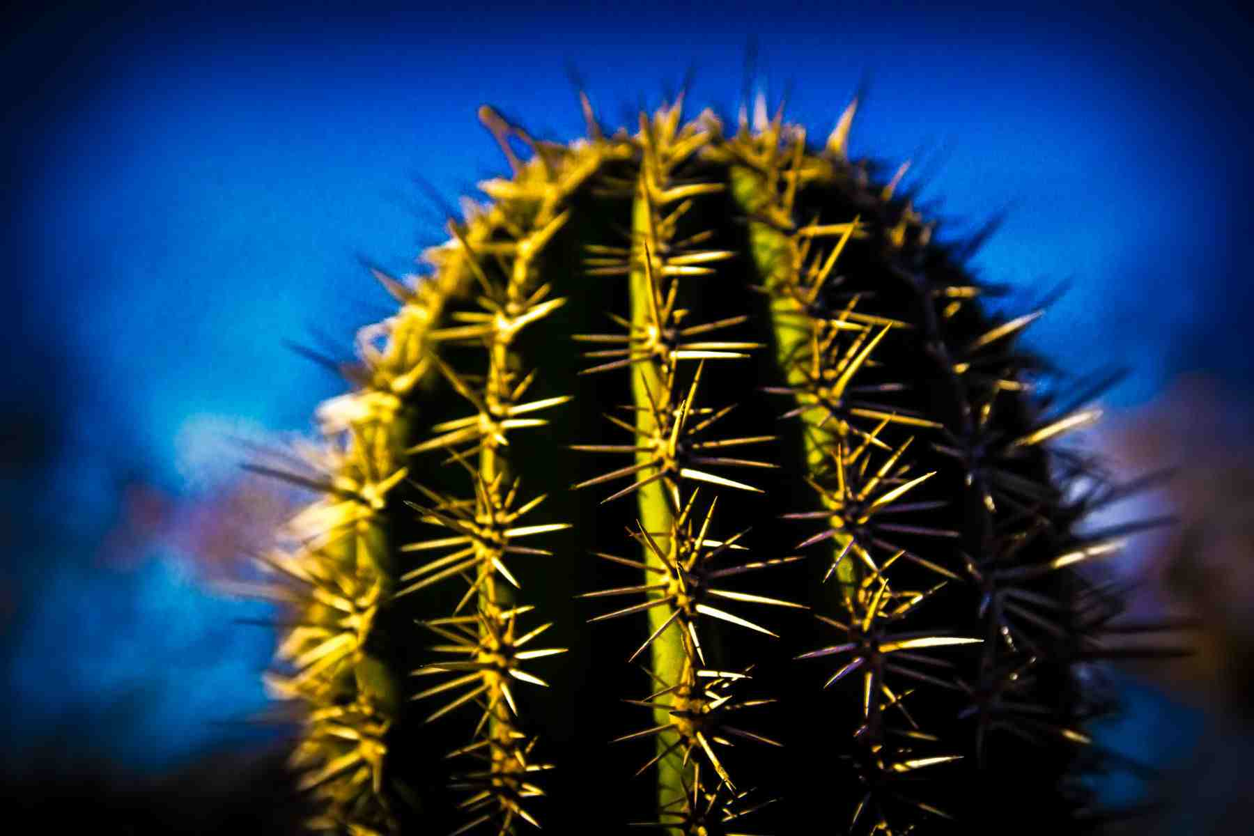 cactus_in_desert_in_cobo_mexico, resort photography