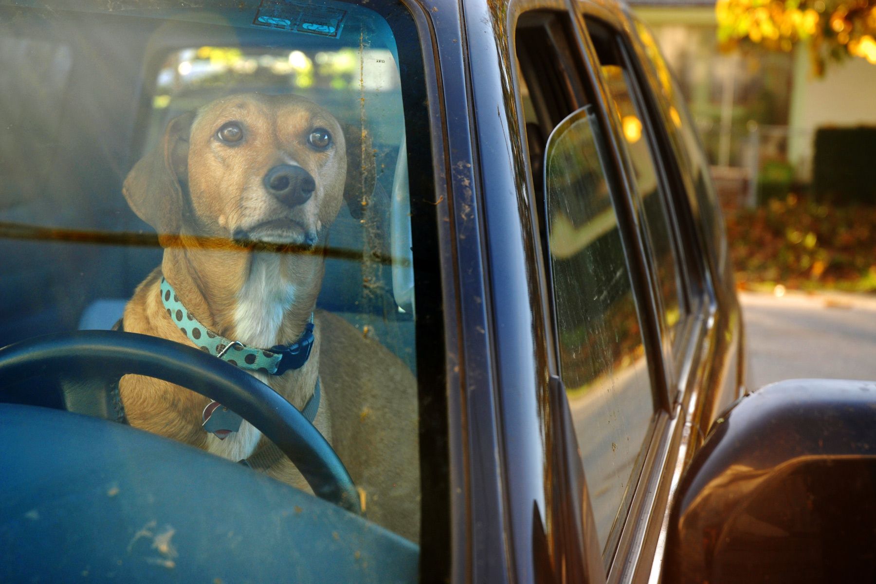 1web_dog_driving_poka_dot.jpg