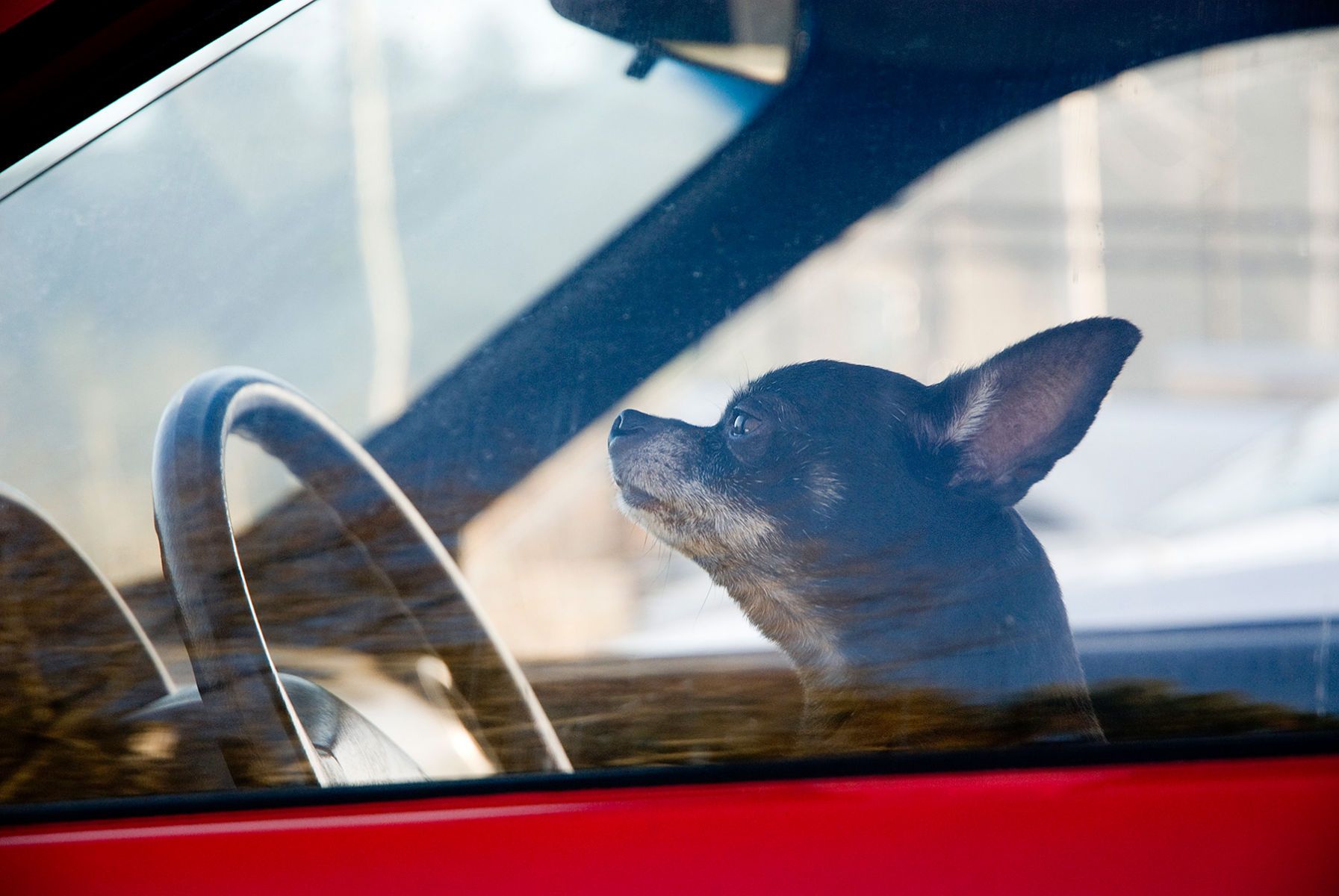 1dog_driving_red.jpg