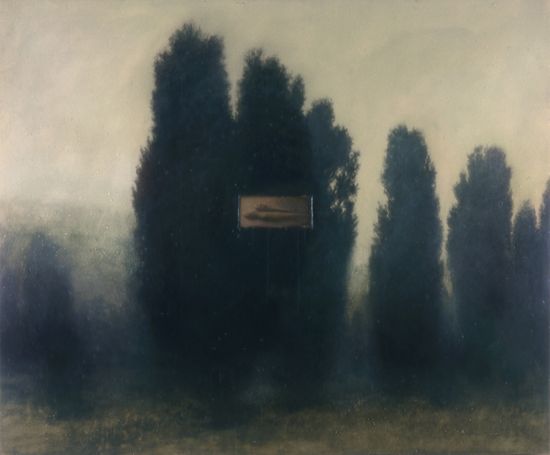 Wysteria on Juniperus