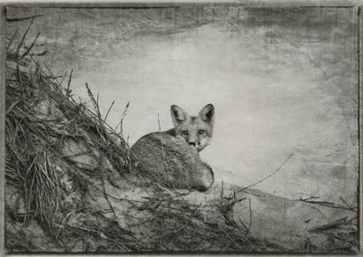 Rice paper print Fox on Racepoint