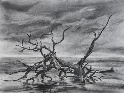 9x12 Charcoal miixed media on paper. Available. Driftwood