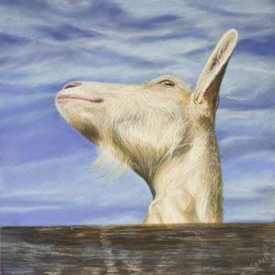 12 x 12 Pastel on board. Available. Contact the artist. This Is My Better Side