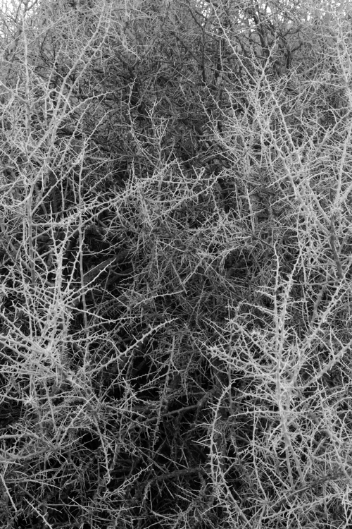 12tumbleweed2B7W1.jpg