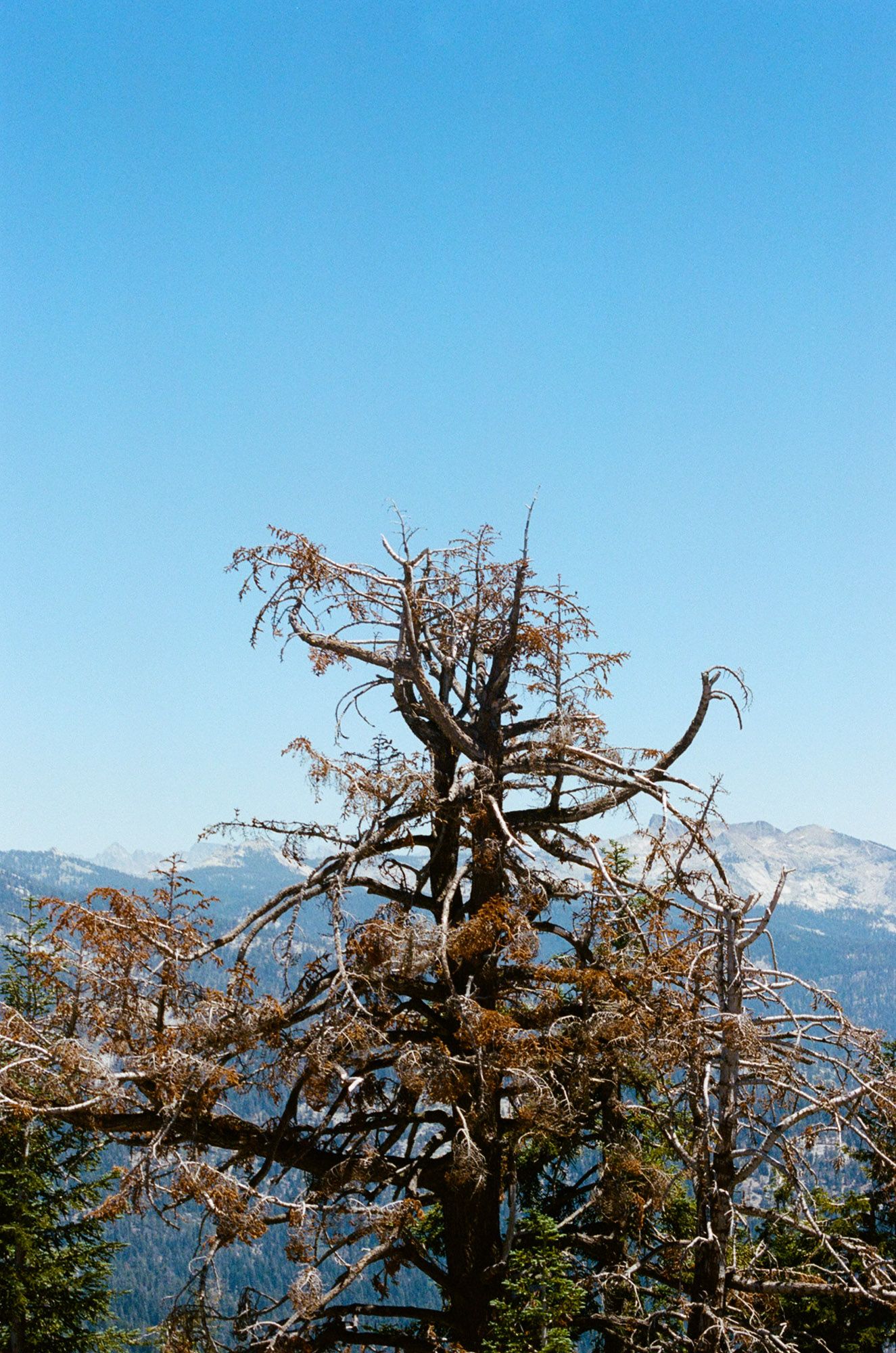 Sequoia-8.jpg