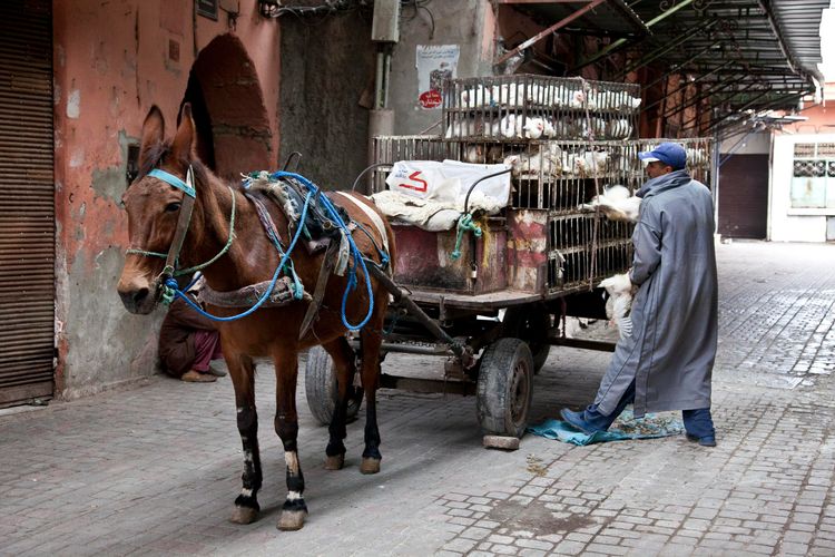 morocco_marrakech_chickens_souq_souk.jpg