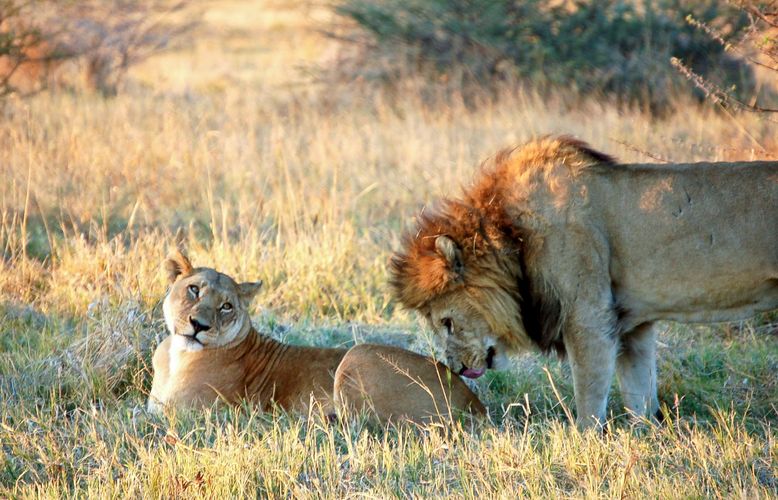 botswana_chobe_lions.jpg