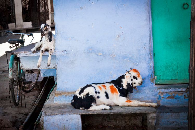 india_rajasthan_goats_street.jpg