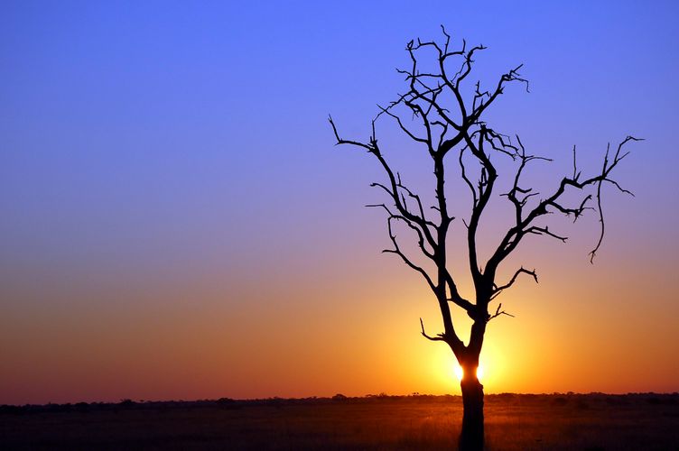Botswana_kalahari_desert_tree.jpg
