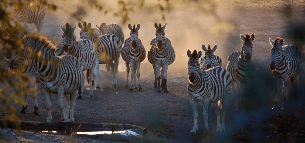 botswana_zebras_dusk_group.jpg